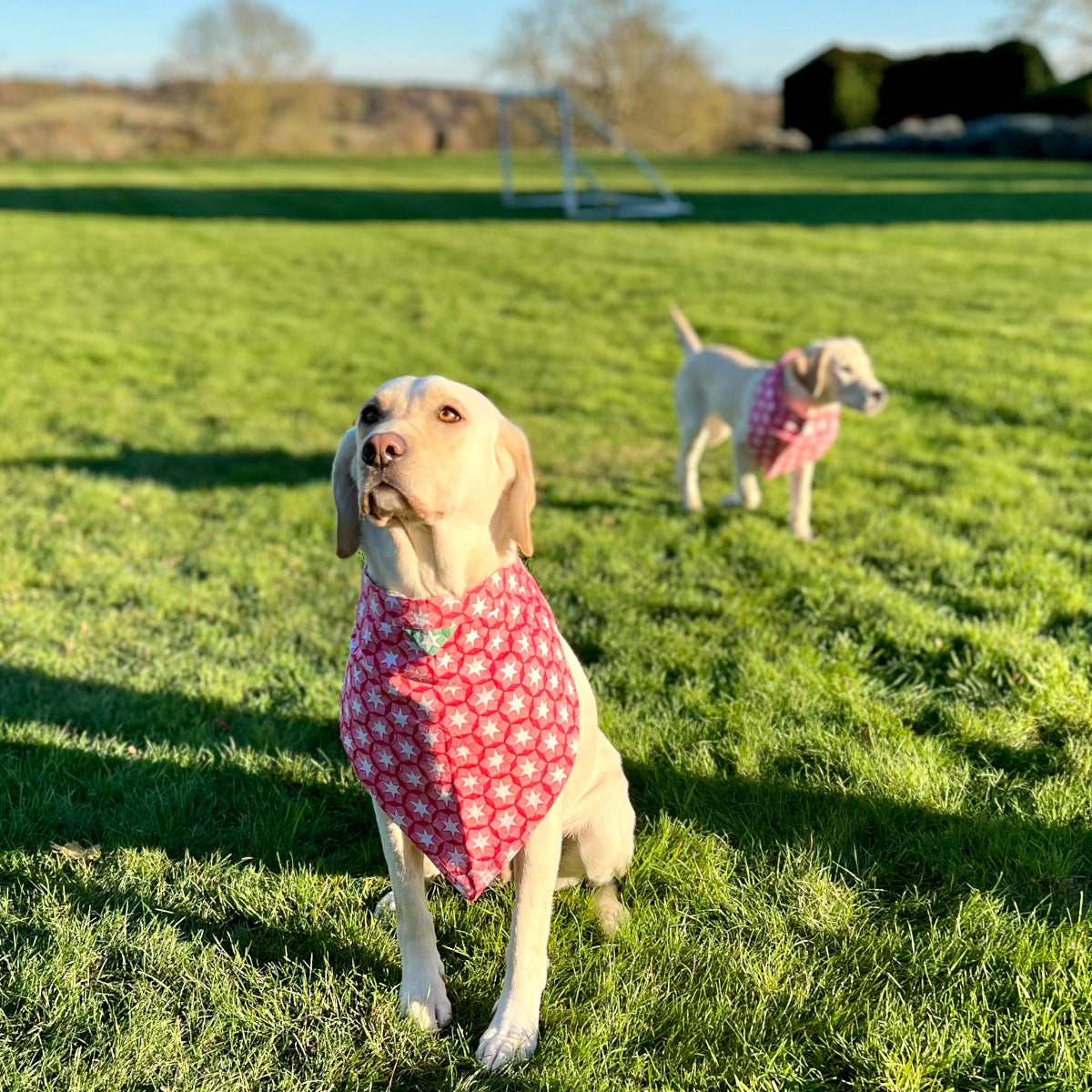 SITARA Dog Bandana