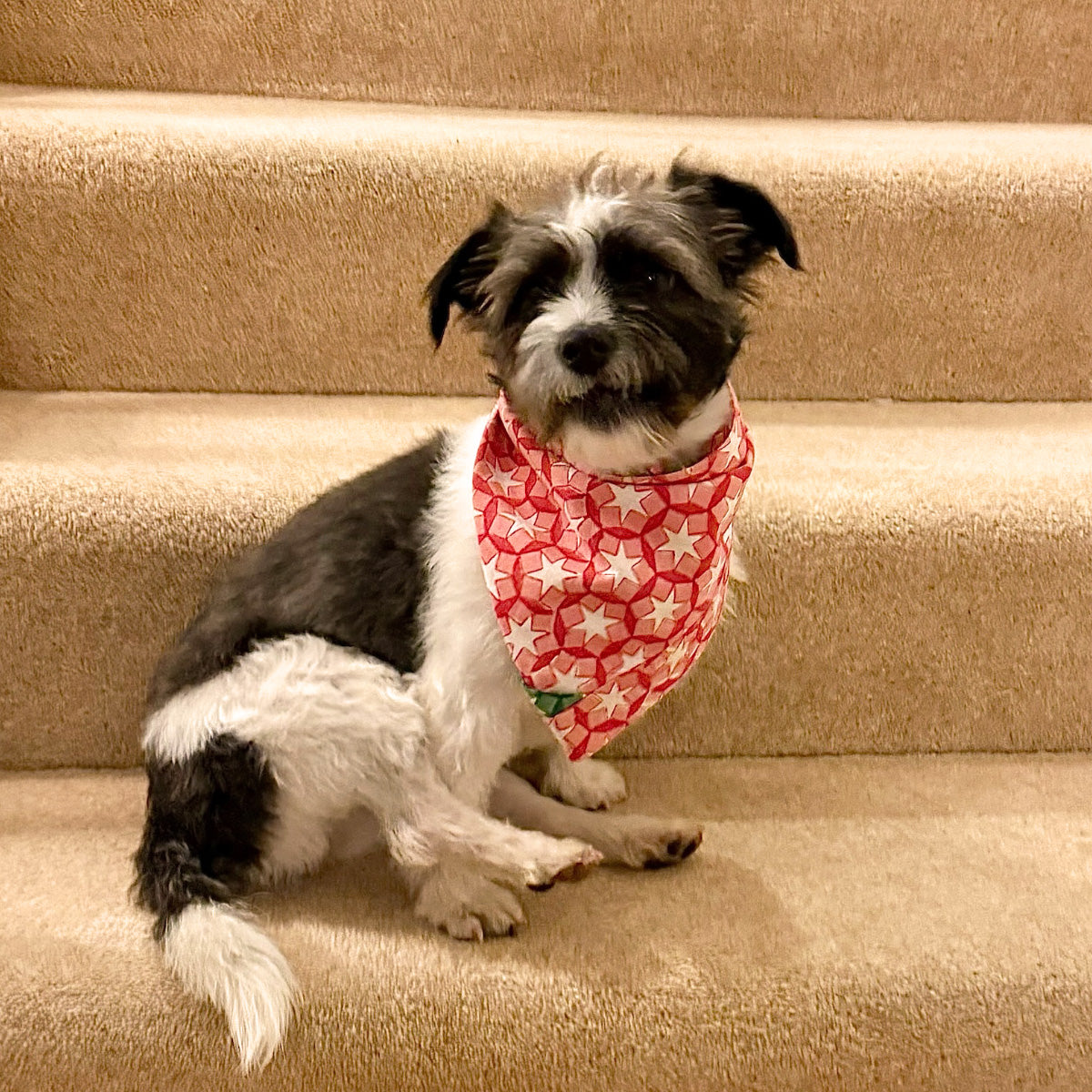 SITARA Dog Bandana