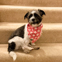 SITARA Dog Bandana