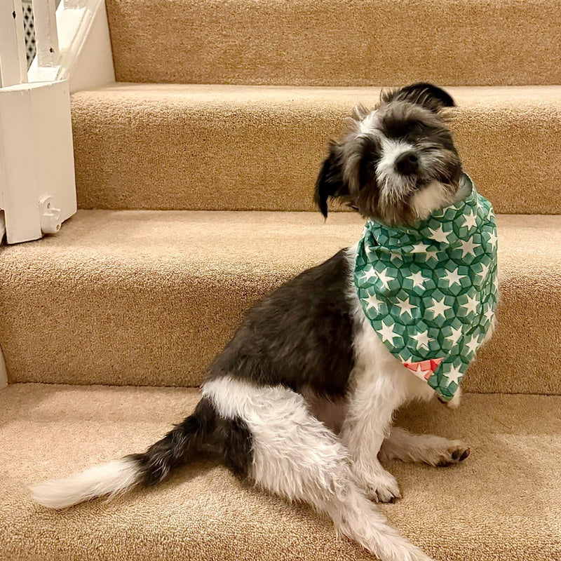 SITARA Dog Bandana